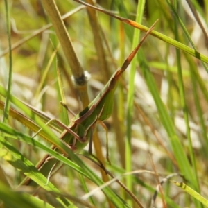 Acrida conica at Tuggeranong DC, ACT - 3 Apr 2021