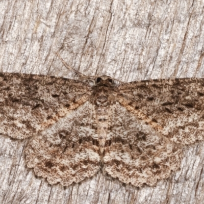 Ectropis fractaria (Ringed Bark Moth) at Melba, ACT - 3 Apr 2021 by kasiaaus
