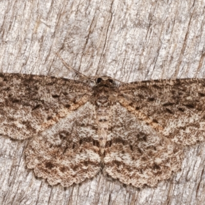 Ectropis fractaria (Ringed Bark Moth) at Melba, ACT - 3 Apr 2021 by kasiaaus