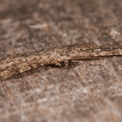 Ectropis fractaria at Melba, ACT - 3 Apr 2021