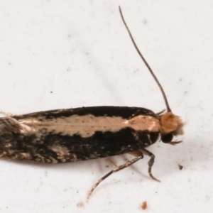 Monopis crocicapitella at Melba, ACT - 3 Apr 2021