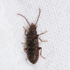 Meryx aequalis (Ulodid beetle) at Melba, ACT - 3 Apr 2021 by kasiaaus