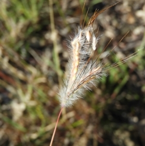 Dichanthium sericeum at Kambah, ACT - 3 Apr 2021