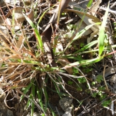 Dichanthium sericeum at Kambah, ACT - 3 Apr 2021