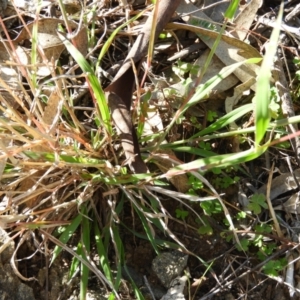 Dichanthium sericeum at Kambah, ACT - 3 Apr 2021