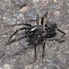 Corinnidae (Family) (Ant-mimicking spider) at Acton, ACT - 9 Apr 2021 by TimL