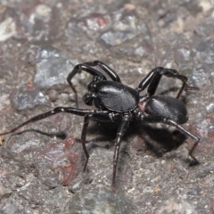 Corinnidae (Family) at ANBG - 9 Apr 2021