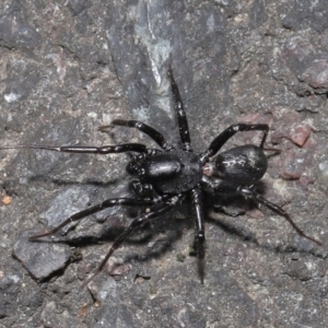 Corinnidae (Family) at ANBG - 9 Apr 2021