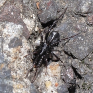 Corinnidae (Family) at ANBG - 9 Apr 2021