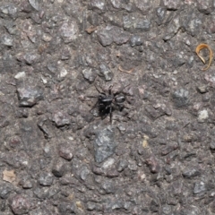 Corinnidae (Family) at ANBG - 9 Apr 2021