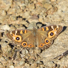 Junonia villida (Meadow Argus) at Kambah, ACT - 2 Apr 2021 by MatthewFrawley