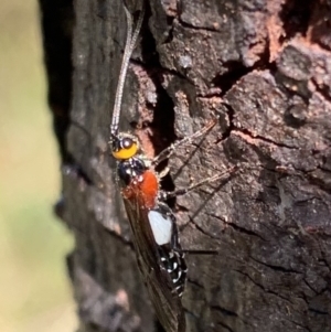 Braconidae (family) at Murrumbateman, NSW - 5 Apr 2021 12:11 PM