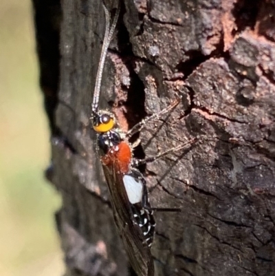 Braconidae (family) (Unidentified braconid wasp) at Murrumbateman, NSW - 5 Apr 2021 by SimoneC