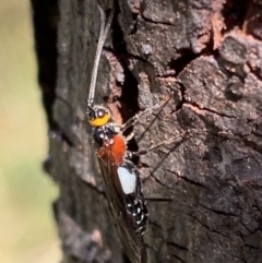 Braconidae sp. (family) (Unidentified braconid wasp) at Murrumbateman, NSW - 5 Apr 2021 by SimoneC