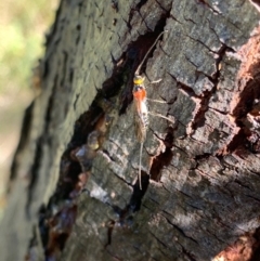 Braconidae (family) at Murrumbateman, NSW - 5 Apr 2021 12:11 PM