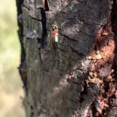 Braconidae (family) at Murrumbateman, NSW - 5 Apr 2021 12:11 PM