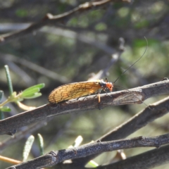 Chorista australis (Autumn scorpion fly) at Kambah, ACT - 3 Apr 2021 by MatthewFrawley