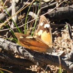 Heteronympha merope (Common Brown Butterfly) at Bullen Range - 2 Apr 2021 by MatthewFrawley