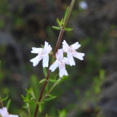 Westringia eremicola (Slender Western Rosemary) at Kambah, ACT - 3 Apr 2021 by MatthewFrawley