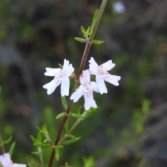 Westringia eremicola (Slender Western Rosemary) at Kambah, ACT - 2 Apr 2021 by MatthewFrawley