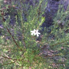 Westringia eremicola at Kambah, ACT - 3 Apr 2021 09:35 AM