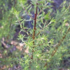 Westringia eremicola at Kambah, ACT - 3 Apr 2021 09:35 AM