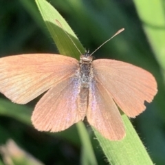 Zizina otis (Common Grass-Blue) at Murrumbateman, NSW - 7 Apr 2021 by SimoneC