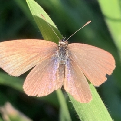 Zizina otis (Common Grass-Blue) at Murrumbateman, NSW - 7 Apr 2021 by SimoneC