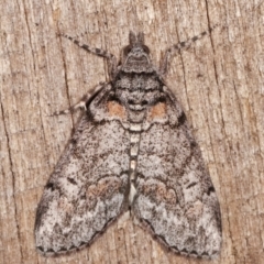 Smyriodes undescribed species nr aplectaria at Melba, ACT - 4 Apr 2021 by kasiaaus