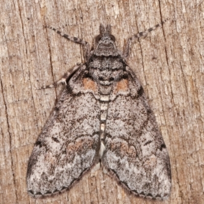 Smyriodes trigramma (Stippled Line Moth) at Melba, ACT - 3 Apr 2021 by kasiaaus