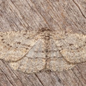 Zermizinga sinuata at Melba, ACT - 4 Apr 2021