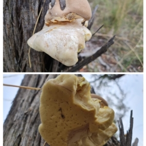 Laetiporus portentosus at Downer, ACT - 10 Apr 2021