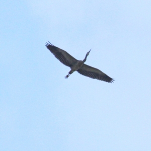 Egretta novaehollandiae at Throsby, ACT - 10 Apr 2021 08:03 AM