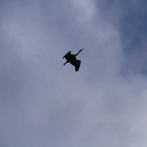 Egretta novaehollandiae at Throsby, ACT - 10 Apr 2021