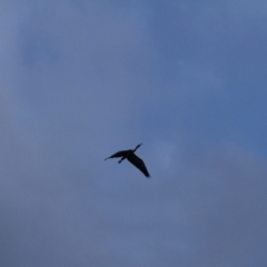 Egretta novaehollandiae at Throsby, ACT - 10 Apr 2021 08:03 AM