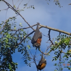 Pteropus poliocephalus (Grey-headed Flying-fox) at Commonwealth & Kings Parks - 10 Apr 2021 by GirtsO