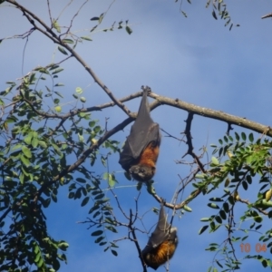 Pteropus poliocephalus at Parkes, ACT - 10 Apr 2021