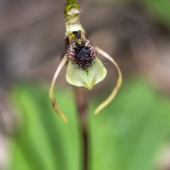Chiloglottis seminuda (Turtle Orchid) at Penrose, NSW - 9 Apr 2021 by Aussiegall