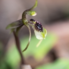 Chiloglottis seminuda at suppressed - suppressed