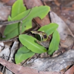 Chiloglottis seminuda at suppressed - 9 Apr 2021