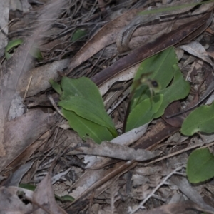 Chiloglottis seminuda at suppressed - suppressed