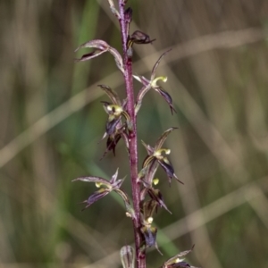 Acianthus exsertus at suppressed - suppressed