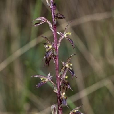 Acianthus exsertus (Large Mosquito Orchid) at Penrose - 9 Apr 2021 by Aussiegall
