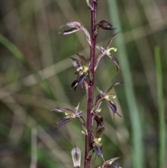 Acianthus exsertus at suppressed - suppressed