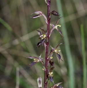 Acianthus exsertus at suppressed - suppressed