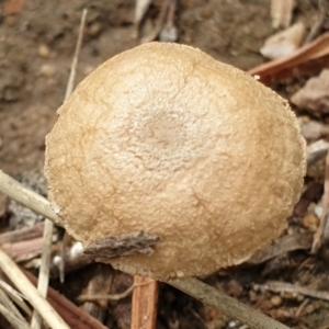 Crinipellis australis at Cook, ACT - 8 Feb 2021 11:03 AM