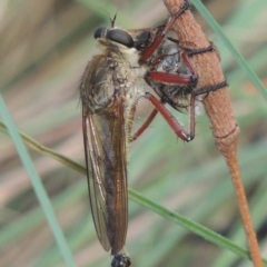 Colepia ingloria (A robber fly) at Paddys River, ACT - 22 Feb 2021 by MichaelBedingfield