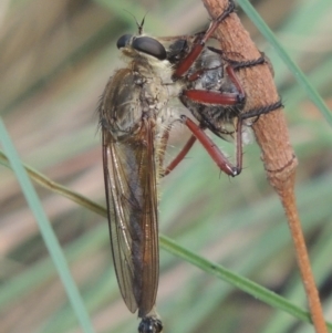 Colepia ingloria at Paddys River, ACT - 22 Feb 2021 06:28 PM