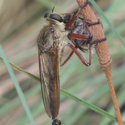 Colepia ingloria (A robber fly) at Point Hut to Tharwa - 22 Feb 2021 by michaelb