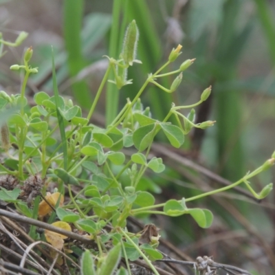 Oxalis thompsoniae (Fluffy-fruit Wood-sorrel) at Tuggeranong DC, ACT - 22 Feb 2021 by michaelb